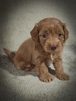 Sterling (Micro Cavapoo), a male Cavapoo and Poodle - Toy  for sale in Harvey, LA – Photo 7 of 9