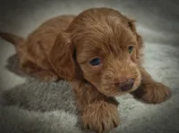 Sterling (Micro Cavapoo), a male Cavapoo and Poodle - Toy  for sale in Harvey, LA – Photo 3 of 9