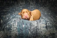 Sterling (Micro Cavapoo), a male Cavapoo and Poodle - Toy  for sale in Harvey, LA – Photo 8 of 9