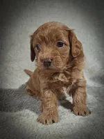 Sterling (Micro Cavapoo), a male Cavapoo and Poodle - Toy  for sale in Harvey, LA – Photo 4 of 9