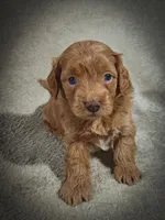 Sterling (Micro Cavapoo), a male Cavapoo and Poodle - Toy  for sale in Harvey, LA – Photo 6 of 9