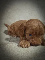Sterling (Micro Cavapoo), a male Cavapoo and Poodle - Toy  for sale in Harvey, LA – Photo 2 of 9