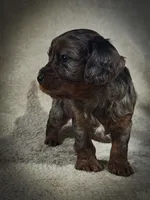 Blue (Micro Cavapoo), a male Cavapoo and Poodle - Toy  for sale in Harvey, LA – Photo 6 of 10