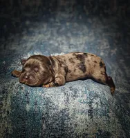 Blue (Micro Cavapoo), a male Cavapoo and Poodle - Toy  for sale in Harvey, LA – Photo 8 of 10