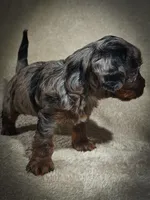 Blue (Micro Cavapoo), a male Cavapoo and Poodle - Toy  for sale in Harvey, LA – Photo 7 of 10