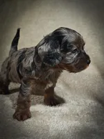 Blue (Micro Cavapoo), a male Cavapoo and Poodle - Toy  for sale in Harvey, LA – Photo 5 of 10