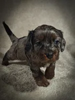 Blue (Micro Cavapoo), a male Cavapoo and Poodle - Toy  for sale in Harvey, LA – Photo 4 of 10