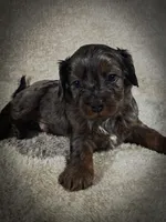 Blue (Micro Cavapoo), a male Cavapoo and Poodle - Toy  for sale in Harvey, LA – Photo 3 of 10