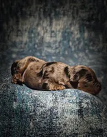 Blue (Micro Cavapoo), a male Cavapoo and Poodle - Toy  for sale in Harvey, LA – Photo 9 of 10