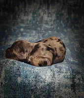 Blue (Micro Cavapoo), a male Cavapoo and Poodle - Toy  for sale in Harvey, LA – Photo 10 of 10