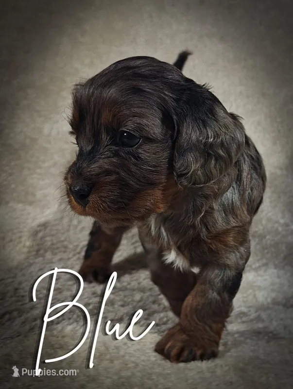 Blue (Micro Cavapoo) – Cavapoo, Poodle - Toy  puppy for sale in Harvey, LA