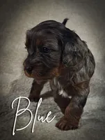 Blue (Micro Cavapoo), a male Cavapoo and Poodle - Toy  for sale in Harvey, LA – Photo 1 of 10