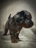 Blue (Micro Cavapoo), a male Cavapoo and Poodle - Toy  for sale in Harvey, LA – Photo 2 of 10