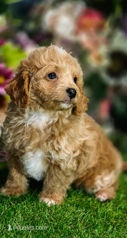 Biscuit – Cavapoo, Poodle - Toy  puppy for sale in Harvey, LA
