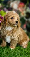 Biscuit (Micro Cavapoo), a male Cavapoo and Poodle - Toy  for sale in Harvey, LA – 1 of 10