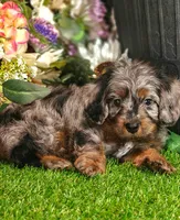 Blue (Micro Cavapoo), a male Cavapoo and Poodle - Toy  for sale in Harvey, LA – 1 of 10
