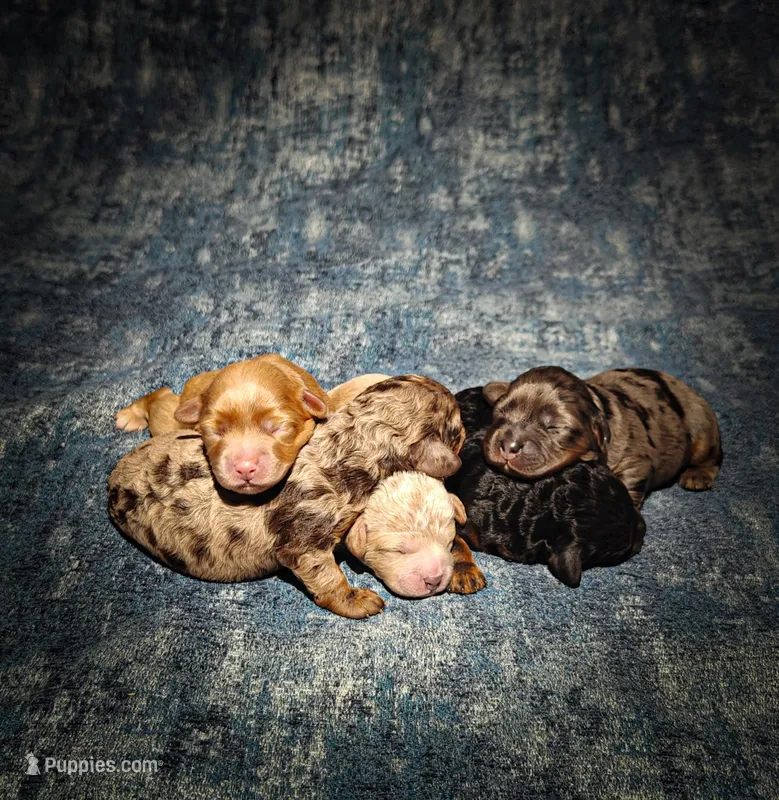 Biscuit – Cavapoo puppy for sale in Harvey, LA