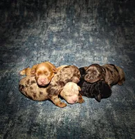 Biscuit, a male Cavapoo for sale in Harvey, LA – Photo 1 of 7