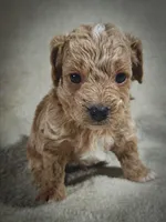 Biscuit, a male Cavapoo and Poodle - Toy  for sale in Harvey, LA – Photo 5 of 9