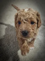Biscuit, a male Cavapoo and Poodle - Toy  for sale in Harvey, LA – Photo 4 of 9