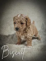Biscuit, a male Cavapoo and Poodle - Toy  for sale in Harvey, LA – Photo 2 of 9