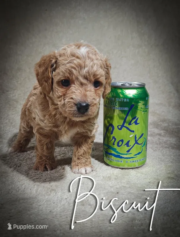 Biscuit, a male Cavapoo and Poodle - Toy  for sale in Harvey, LA – Photo 1 of 9