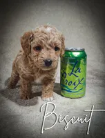 Biscuit, a male Cavapoo and Poodle - Toy  for sale in Harvey, LA – Photo 1 of 9