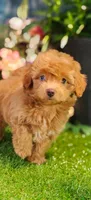 Sterling (Micro Cavapoo), a male Cavapoo and Poodle - Toy  for sale in Harvey, LA – 2 of 10