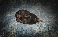 Zorro (Micro Cavapoo), a male Cavapoo and Poodle - Toy  for sale in Harvey, LA – Photo 8 of 9