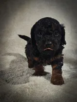 Zorro (Micro Cavapoo), a male Cavapoo and Poodle - Toy  for sale in Harvey, LA – Photo 2 of 9