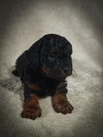 Zorro (Micro Cavapoo), a male Cavapoo and Poodle - Toy  for sale in Harvey, LA – Photo 6 of 9