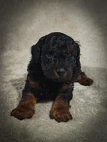 Zorro (Micro Cavapoo), a male Cavapoo and Poodle - Toy  for sale in Harvey, LA – Photo 7 of 9