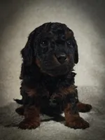 Zorro (Micro Cavapoo), a male Cavapoo and Poodle - Toy  for sale in Harvey, LA – Photo 3 of 9