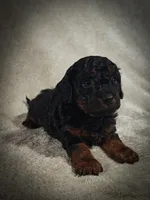 Zorro (Micro Cavapoo), a male Cavapoo and Poodle - Toy  for sale in Harvey, LA – Photo 5 of 9