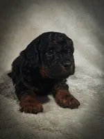 Zorro (Micro Cavapoo), a male Cavapoo and Poodle - Toy  for sale in Harvey, LA – Photo 4 of 9