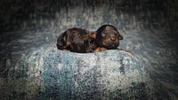 Zorro (Micro Cavapoo), a male Cavapoo and Poodle - Toy  for sale in Harvey, LA – Photo 9 of 9