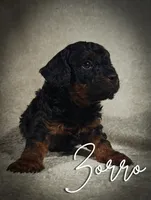 Zorro (Micro Cavapoo), a male Cavapoo and Poodle - Toy  for sale in Harvey, LA – Photo 1 of 9