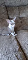 Patches, a male Chihuahua for sale in Marquand, MO – 2 of 2