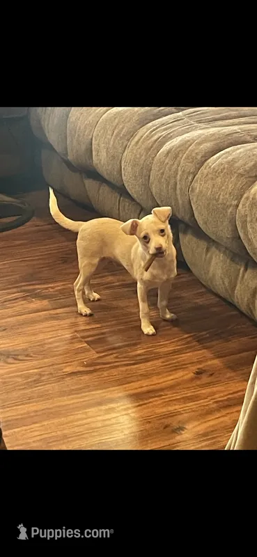 Freddy – Chihuahua puppy for sale in Marquand, MO