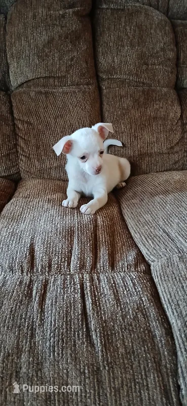 Turbo – Chihuahua puppy for sale in Marquand, MO