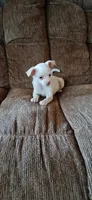 Turbo, a male Chihuahua for sale in Marquand, MO – 1 of 3