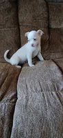 Freddy, a male Chihuahua for sale in Marquand, MO – 3 of 3