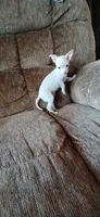 Tiny, a male Chihuahua for sale in Marquand, MO – 1 of 3