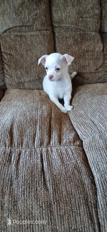 Freddy – Chihuahua puppy for sale in Marquand, MO