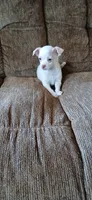 Freddy, a male Chihuahua for sale in Marquand, MO – 1 of 3