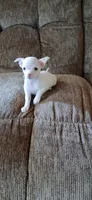 Tiny, a male Chihuahua for sale in Marquand, MO – 3 of 3
