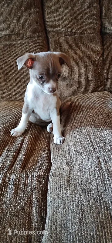 Bandit  – Chihuahua puppy for sale in Marquand, MO