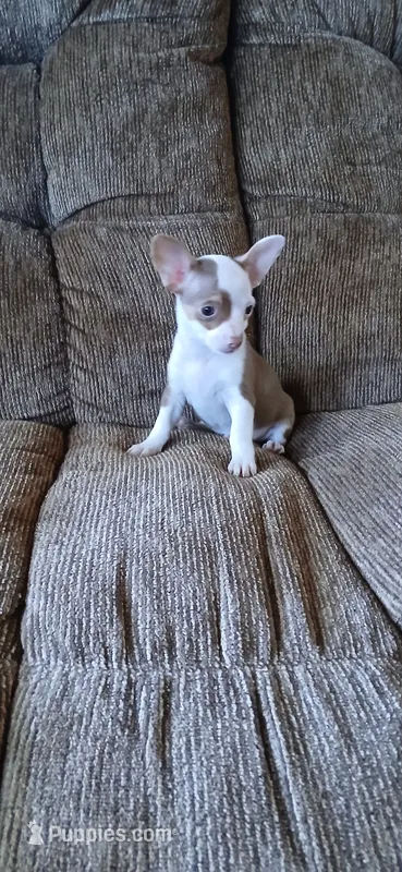 Patches – Chihuahua puppy for sale in Marquand, MO