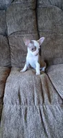 Patches, a male Chihuahua for sale in Marquand, MO – 1 of 2