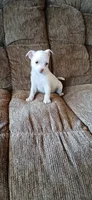 Turbo, a male Chihuahua for sale in Marquand, MO – 3 of 3
